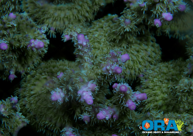 Chips+acropora