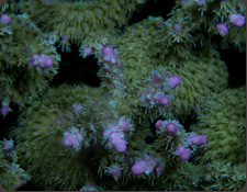 Chips+acropora