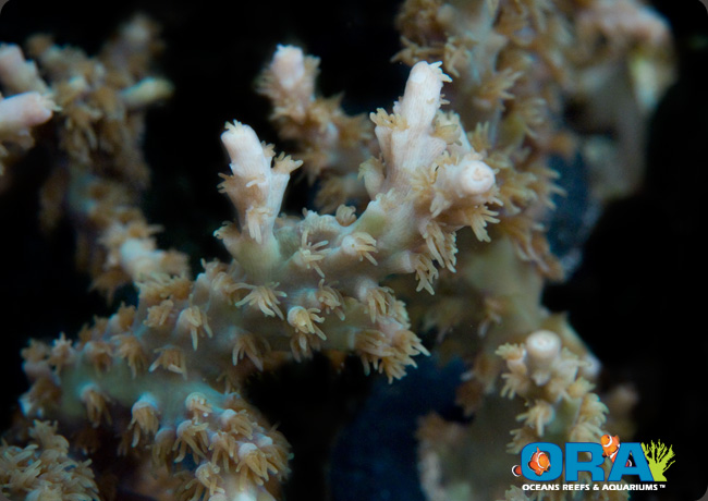 Chips+acropora