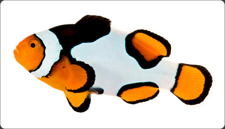 http://orafarm.com/images/slideshow-home/002_premiumpicasso.jpg