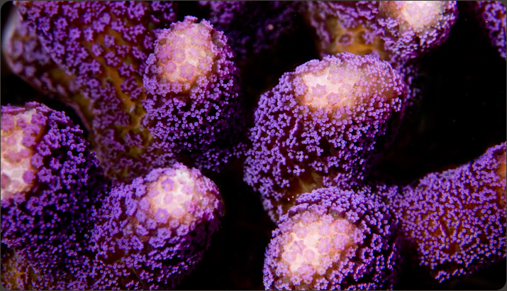 http://orafarm.com/images/slideshow-home/007_purplestylo.jpg