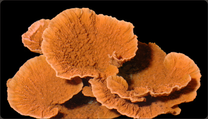 http://orafarm.com/images/slideshow-home/015_orangecap.jpg