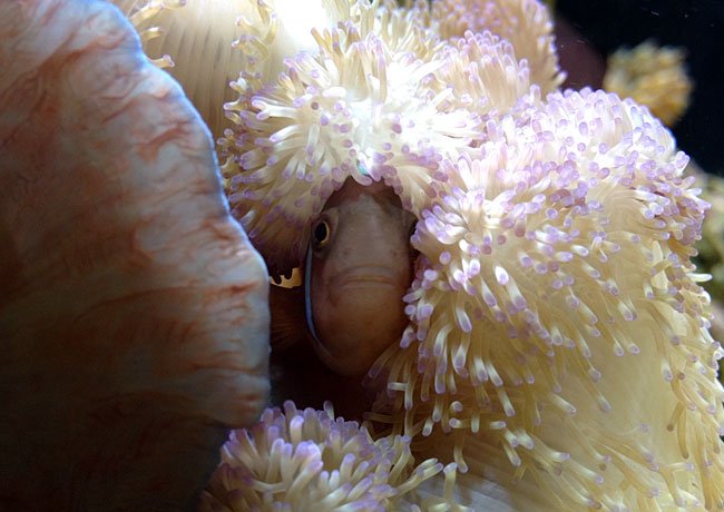 Amphiprion leucokranos at Memfish