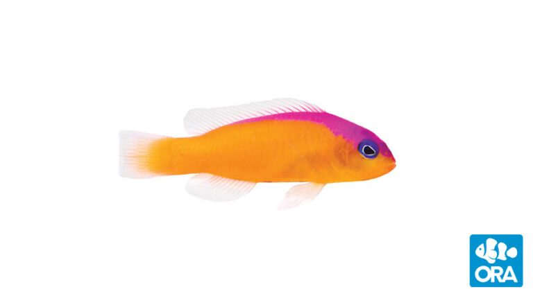 Electric Indigo Dottyback Pseudochromis Fridmani X Sankeyi Ora