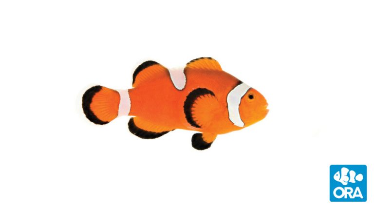 Black Frostbite Clownfish Amphiprion Ocellaris Ora Oceans Reefs