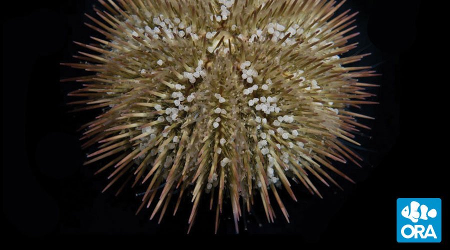 Variegated Urchin Lytechinus Variegatus Ora Oceans Reefs And Aquariums