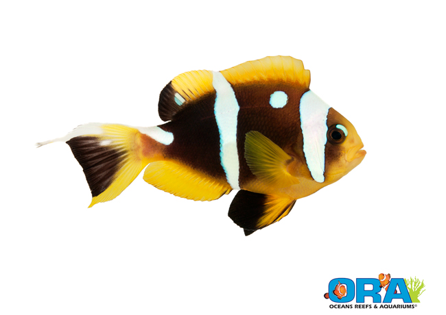 Spotcinctus Clownfish | Amphiprion bicinctus | ORA | Oceans, Reefs ...