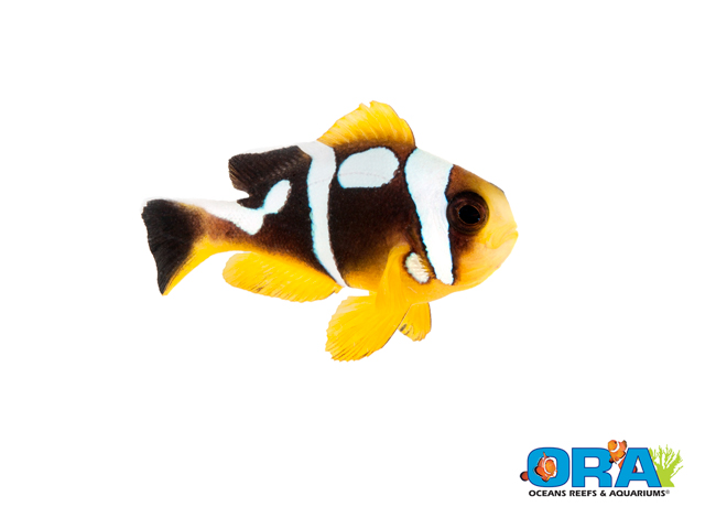 Spotcinctus Clownfish | Amphiprion bicinctus | ORA | Oceans, Reefs ...