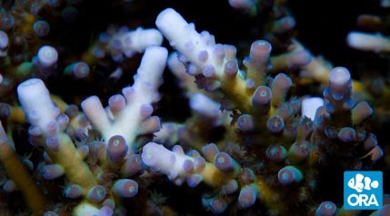 ORA Micronesian Imperial Acropora Coral