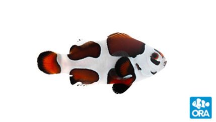 ORA LuxLightning Maroon Clownfish - Oceans Garden Aquaculture