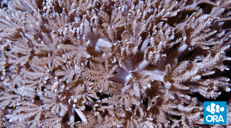 ORA Red Zoanthids | Zoanthus sp. | ORA | Oceans, Reefs & Aquariums
