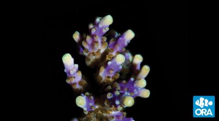 ORA Joe the Coral Acropora - (WYSIWYG)